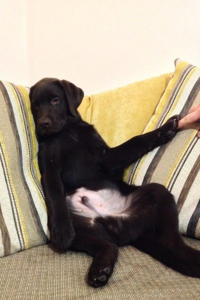 Современные бояре в чьих жилах течет голубая кровь