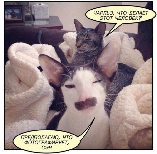 Современные бояре в чьих жилах течет голубая кровь