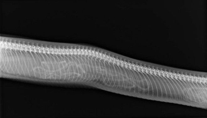 A pregnant snake: