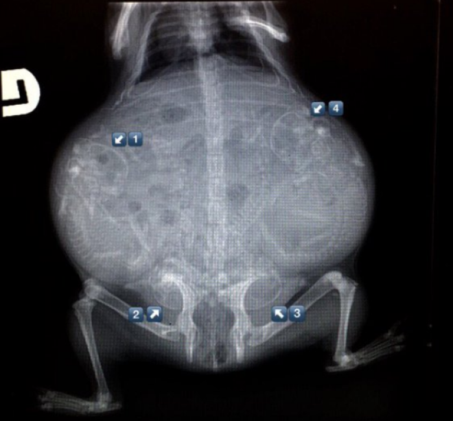 A pregnant guinea pig: