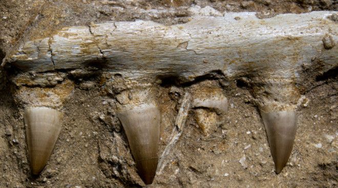 Шокирующие находки ученых в Антарктиде