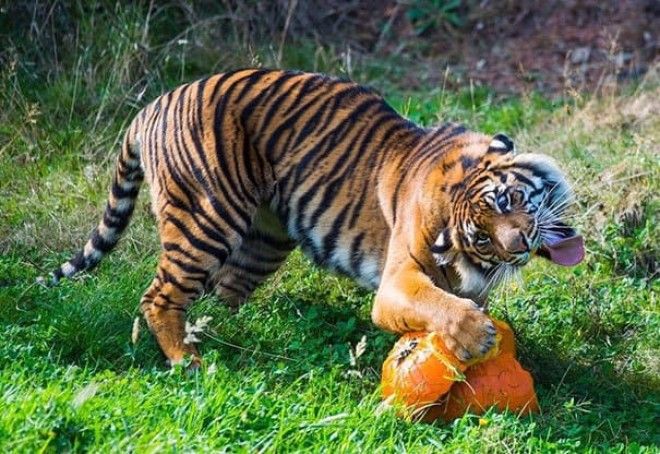 This Tiger Failing At Being A Tiger