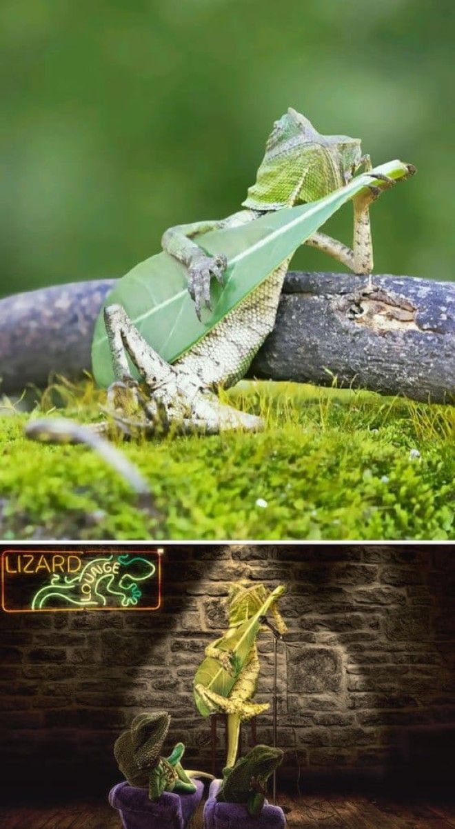 This Gecko Strumming A Leaf