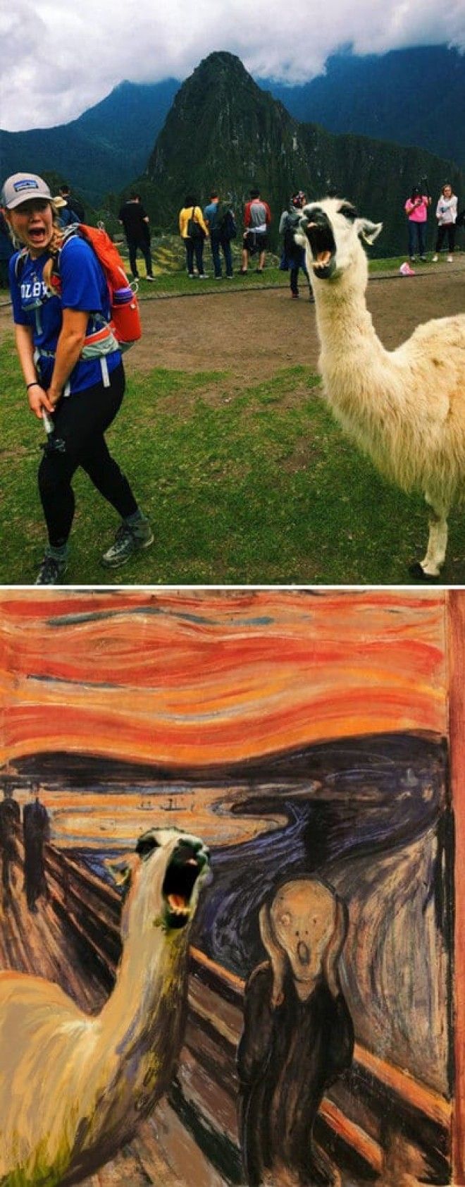 Screaming Llama