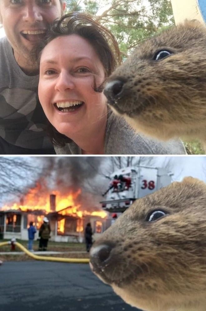 A Quokka Photobombing A Selfie