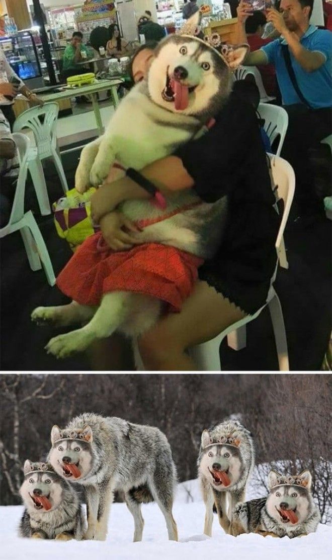 Happy Dog Wearing A Tiara