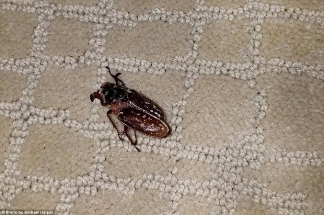 BНазваны самые лучшие и худшие пятизвездочные отели мира