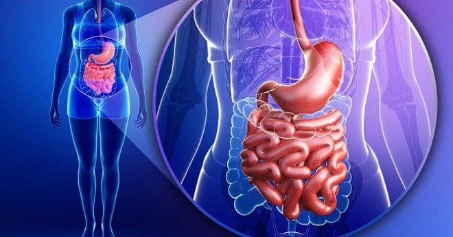 «Невероятно, но факт» или 11 фактов, которые откроют вам глаза на наше пищеварение