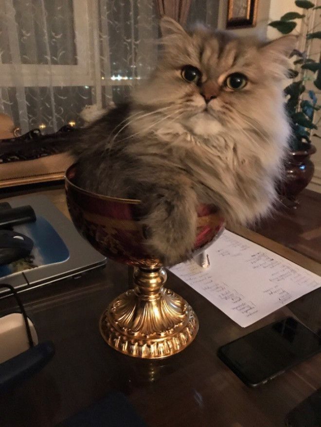 30 восхитительных котов, харизме которых вы не сможете сопротивляться. И правильно коты с харизмой смешные коты