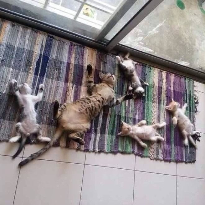 30 восхитительных котов, харизме которых вы не сможете сопротивляться. И правильно коты с харизмой смешные коты