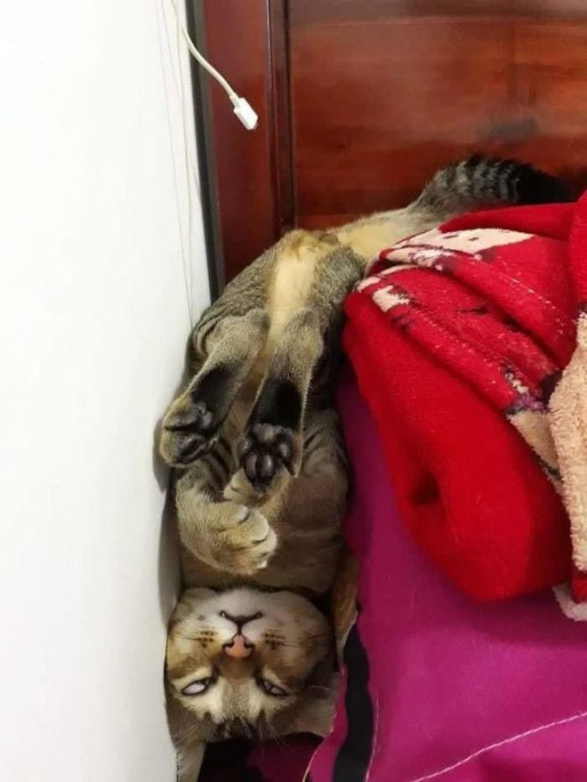 30 восхитительных котов, харизме которых вы не сможете сопротивляться. И правильно коты с харизмой смешные коты