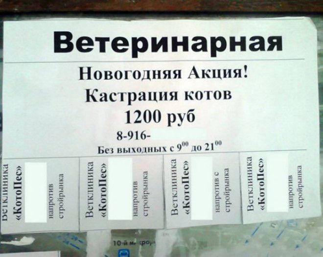 Угадайте, что подарят коту на Новый Год? Угадайте что подарят коту на Новый Год