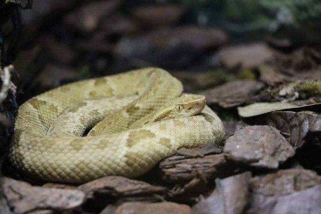 1200px-Bothrops_insularis.jpg 1200px-Bothrops_insularis.jpg