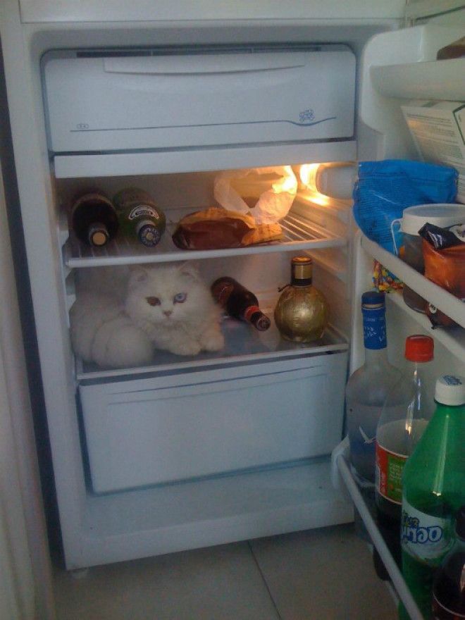 Положите кота в холодильник чтоб не испортился Фото Bored Panda