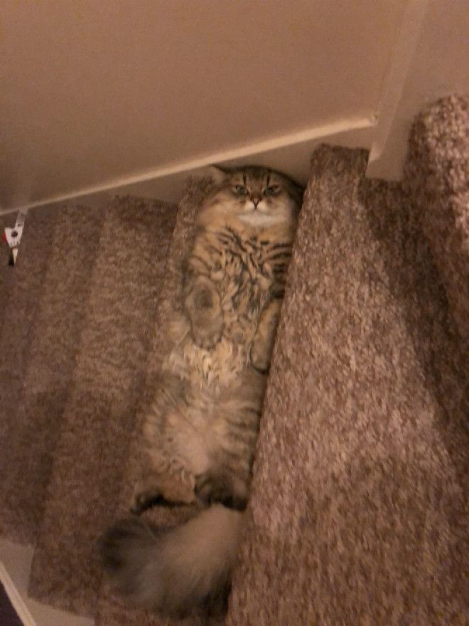 Притаился на лестнице Фото Reddit