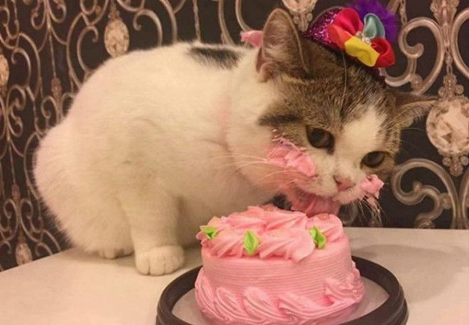 Дегустатор крема Фото JustGiving