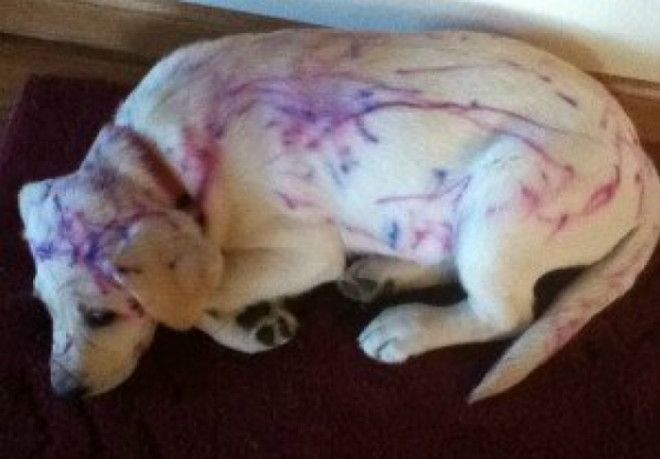 Щенок попал под раздачу. | Фото: Espacebuzz. Щенок попал под раздачу Фото Espacebuzz