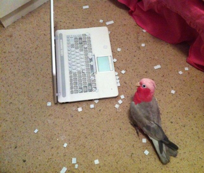 Попугай который разбирается в компьютерах Фото Всяконет