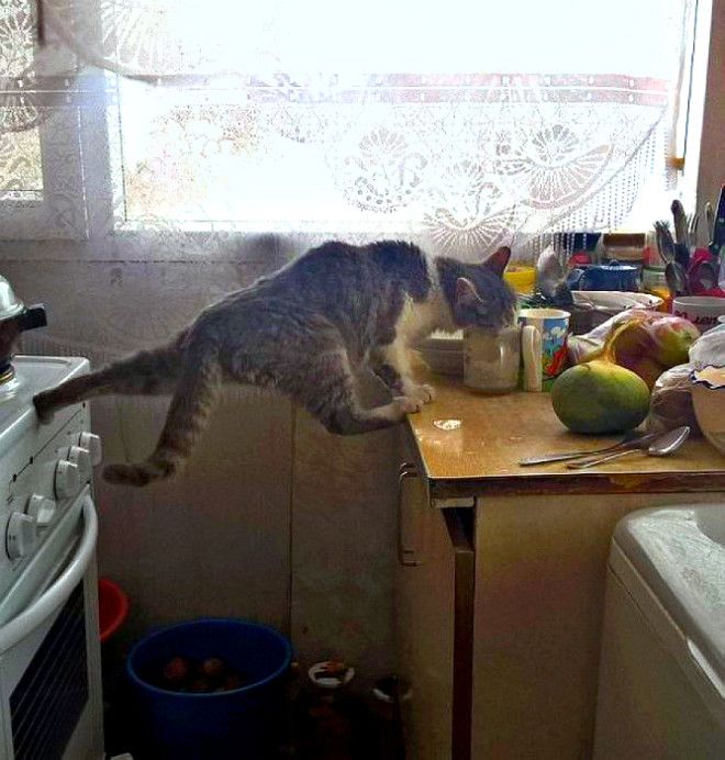 Чего не сделаешь ради чашечки кофе со сливками Фото WarNetws