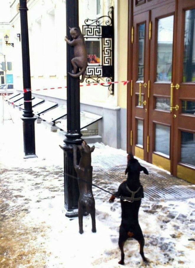 Novateru уверяет собаки очень сообразительные Фото Телеграф