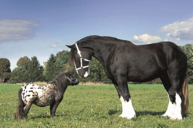 Фалабелла и тяжеловоз лошадь
