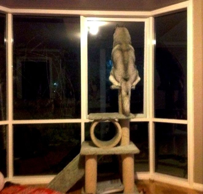 На вахте Фото DlyaKotaRu