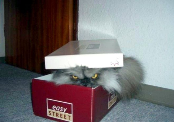 Novate.ru рекомендует, проверить обувные коробки. | Фото: Телеграф. Novateru рекомендует проверить обувные коробки Фото Телеграф