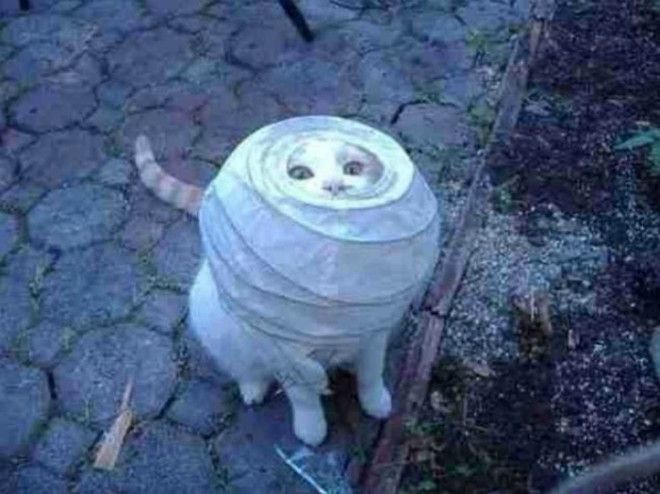 Застрявший кот.