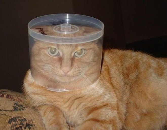 Кот в шлеме.