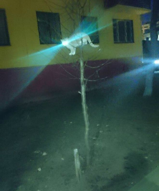 Глаза-прожекторы.