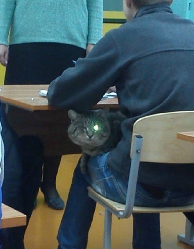 Подмигивающий кот.