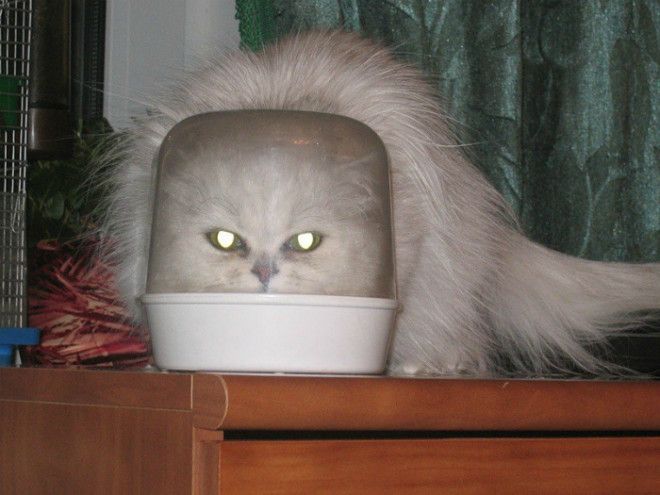 Зловещий котейка. Зловещий котейка.