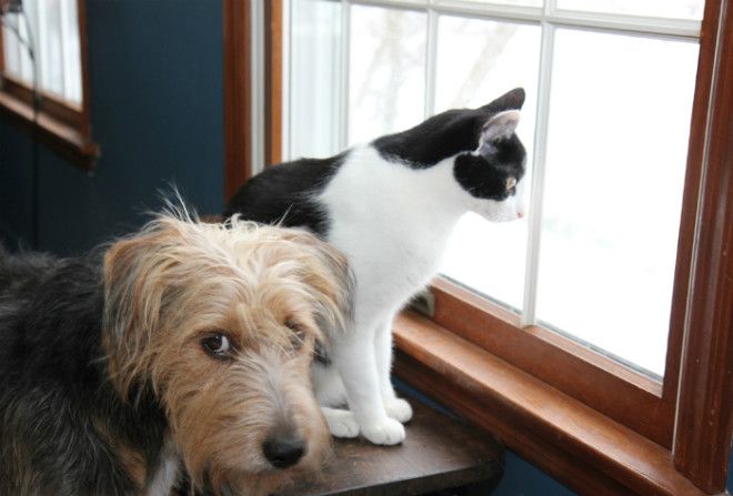 Испуганная собака и кот.