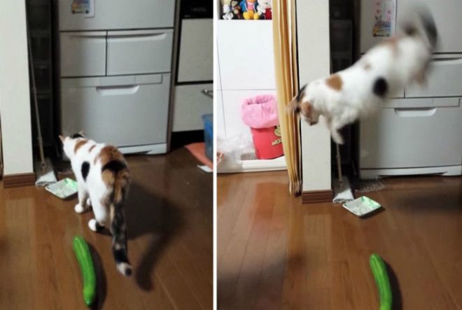 Огурец и кот.