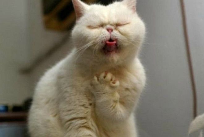 Забавная гримаса.