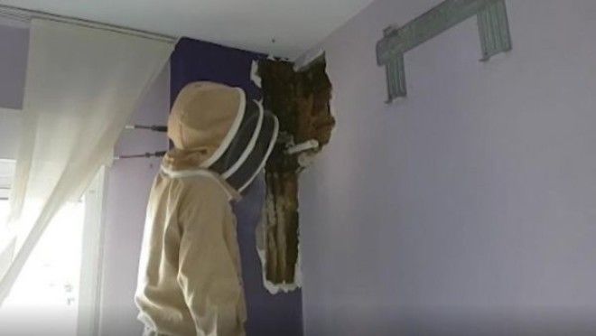 SСупруги два года страдали от шума в стене и решили её вскрыть