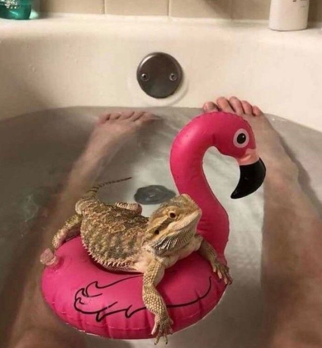 S17 хозяев которые окружают своего питомца круглосуточной заботой