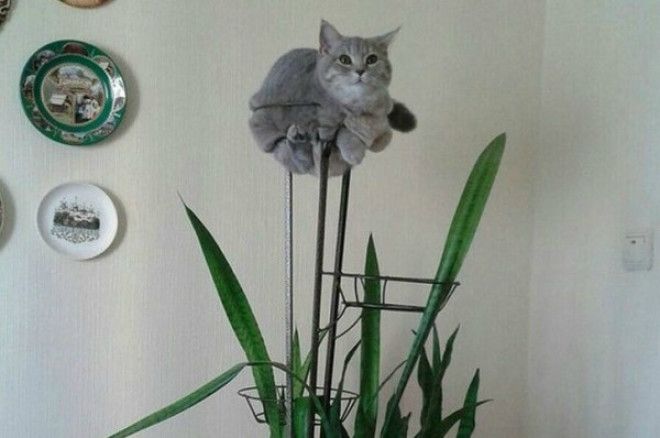 Расцвел цветочек Фото CutesyPooh