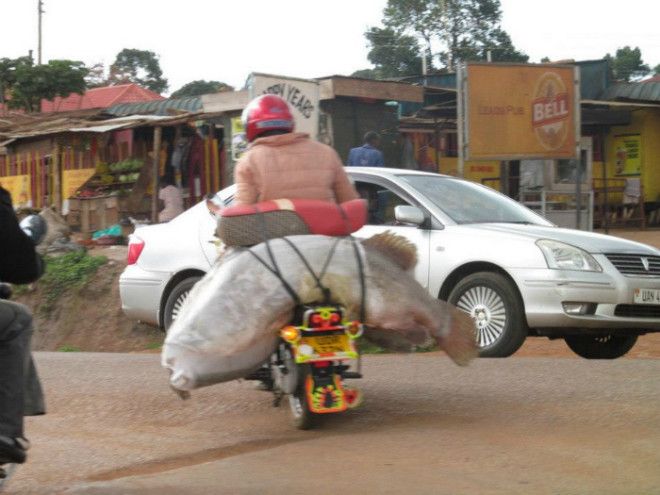 Крупный улов Фото zapililiru