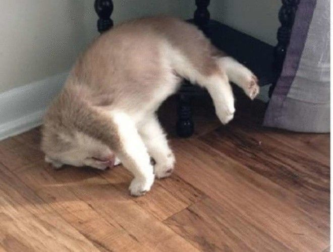 SB10 умилительных фото собак которые очень устали и свалились спать