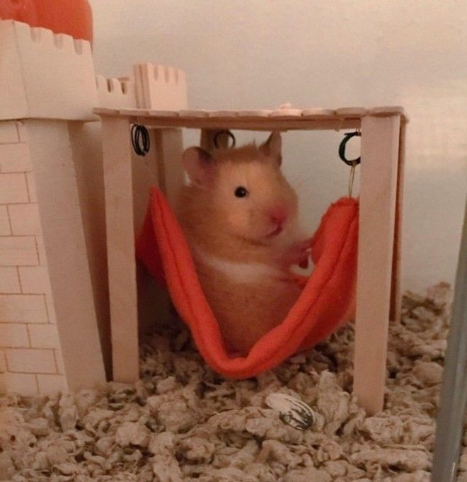 S17 хозяев которые окружают своего питомца круглосуточной заботой