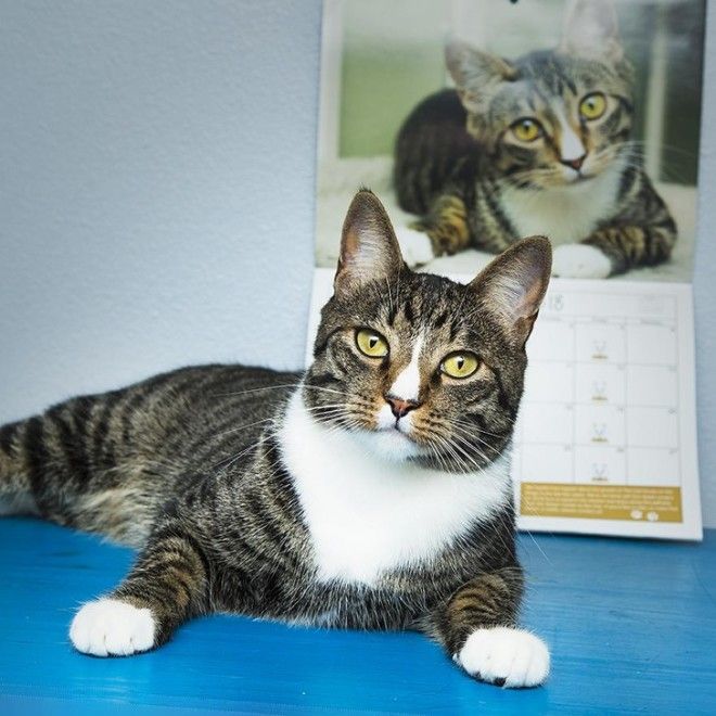 S17 хозяев которые окружают своего питомца круглосуточной заботой