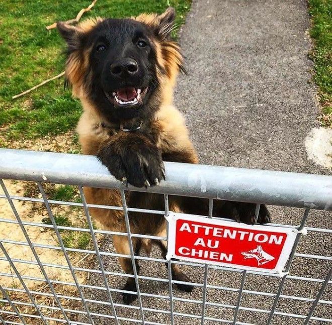 L25 злобных собакенов которых поставили охранять