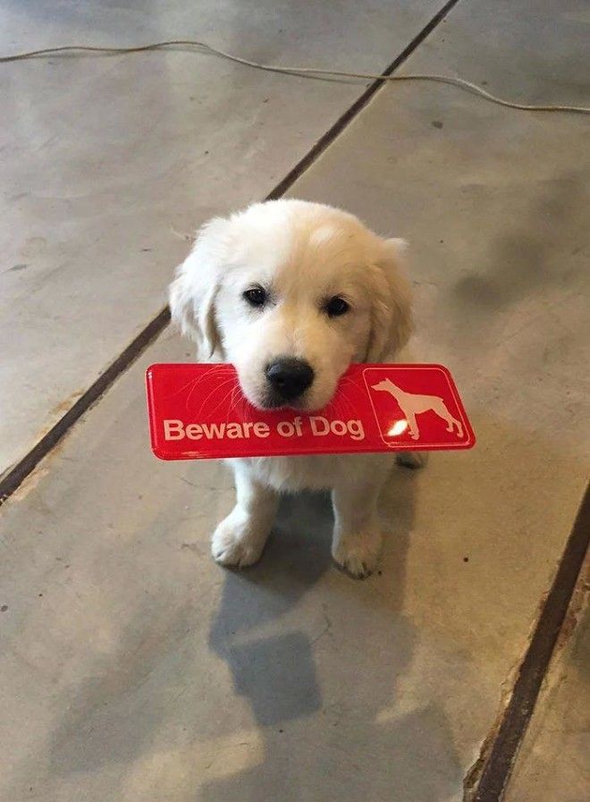 L25 злобных собакенов которых поставили охранять