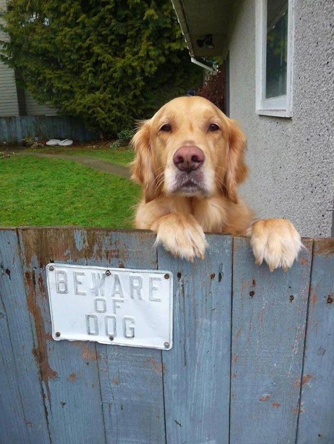 L25 злобных собакенов которых поставили охранять