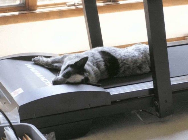 SB10 умилительных фото собак которые очень устали и свалились спать