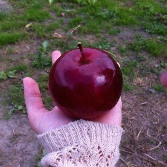 L20 вещей которые настолько идеальны что аж на душе приятно