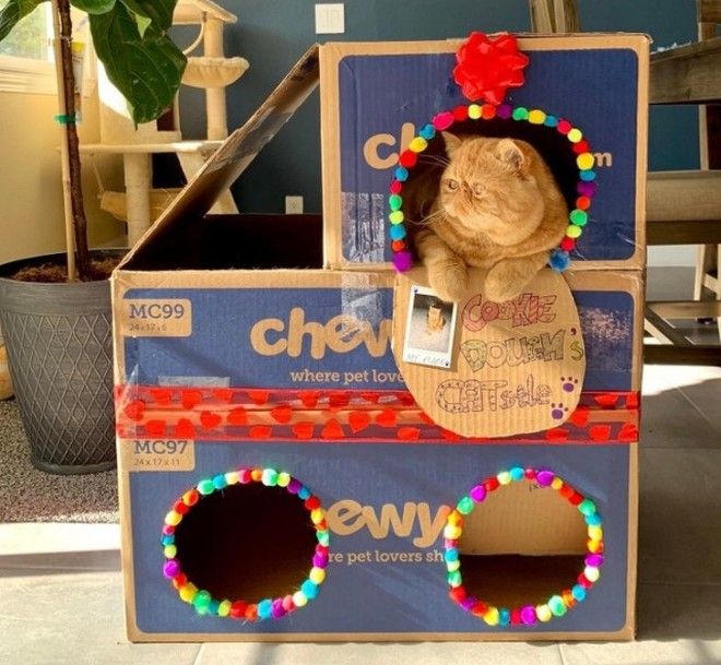 S17 хозяев которые окружают своего питомца круглосуточной заботой