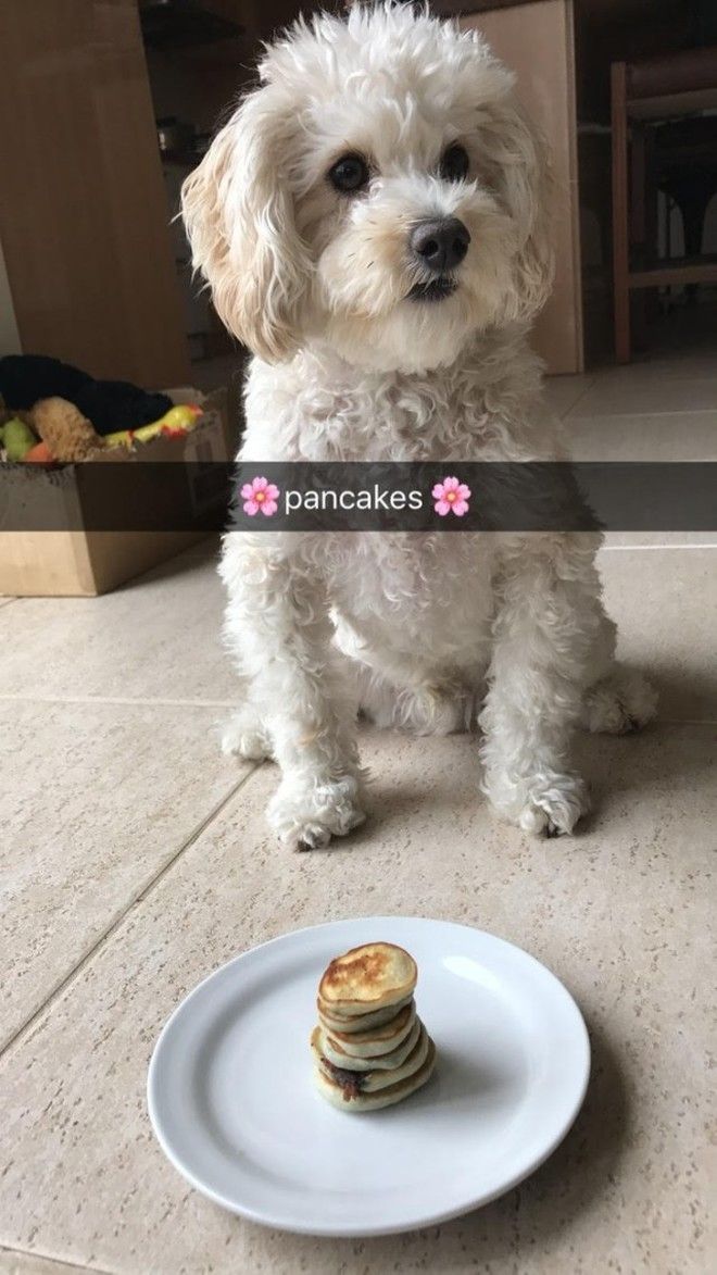 S17 хозяев которые окружают своего питомца круглосуточной заботой