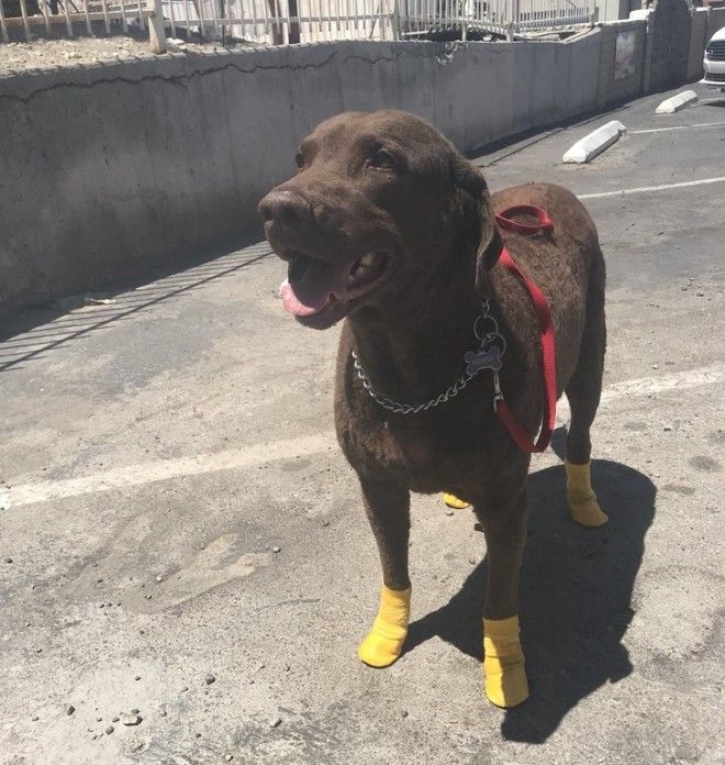 S17 хозяев которые окружают своего питомца круглосуточной заботой